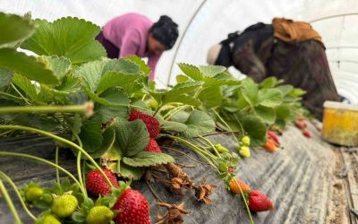 Tarla ile market rafları arasındaki farka üretici bile inanamıyor
