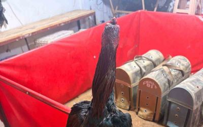 Alanya’da horoz dövüşüne jandarma baskını: 11 kişiye 143 bin TL ceza
