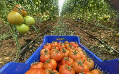Antalya hallerinde Nisan ayında domatesin miktarı azaldı, fiyatı arttı

