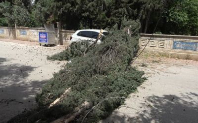 Antalya’da mezarlıktaki ağaç devrildi, park halindeki araç zarar gördü
