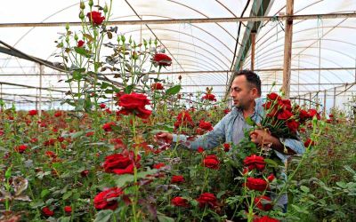 Anneler günü fırsatçıları iş başında: Üreticiden 20 TL’ye çıkan gül annelere 150 -200 TL’ye ulaşıyor
