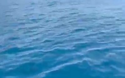 Alanya’da yunusların gösterisi turistleri hayran bıraktı
