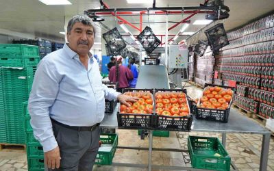 Domateste üretim planlaması fiyat dengesinin anahtarı
