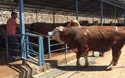 Alanya’da kurban pazarının gözdesi 1 ton 200 kilogramlık dana 450 bin TL’ye alıcı buldu
