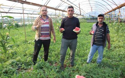 Çekirdek karpuzun hasadı başladı: 3 ayda hasat ediliyor, 1 ayda tükeniyor
