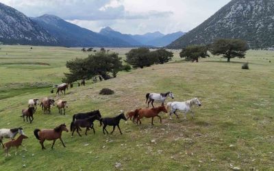 Kökenleri Osmanlı Süvari atlarına dayanan Toroslar’ın özgür ruhları yılkı atları
