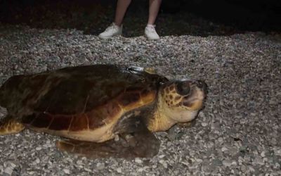 Sahillerin diğer sahipleri dev caretta caretta