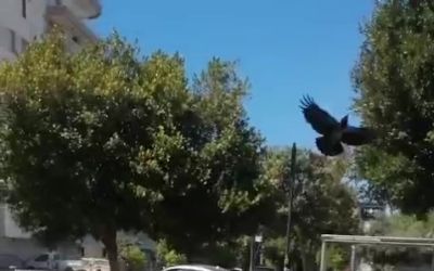 Yolda yürürken kargaların saldırısına uğradı neye uğradığını anlamadı
