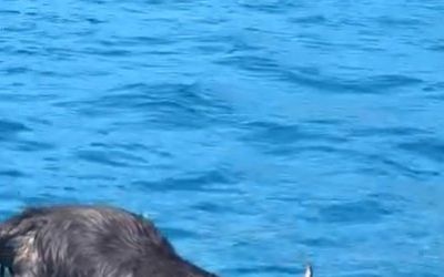 Alanya Kalesi açıklarında denizde ölü keçi bulundu
