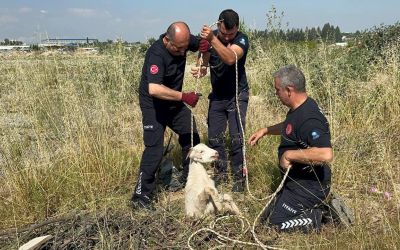 Otlarken kanalizasyon çukuruna düşen oğlak, çıkardığı sesle kurtuldu
