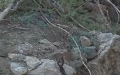 Yılanların çiftleşme dansı kamerada
