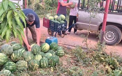 Hayırsever çiftçinin tarlası bu yıl öğrencilerin için hasat edildi
