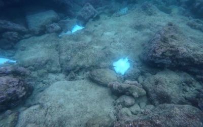 Antalya’da deniz dibinde çok sayıda ölü vatoz görüntülendi
