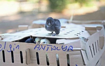 Otobüsle Bursa’dan Antalya’ya karton koliler ile 700 civciv gönderdiler
