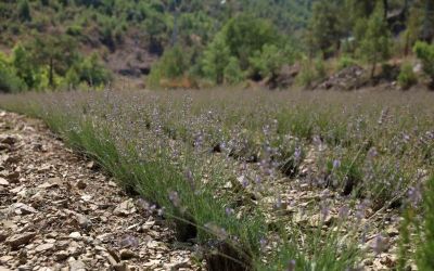 Alanya Belediyesi’nin lavanta bahçesinde ilk hasat yapıldı
