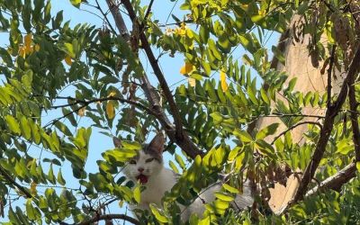 Antalya’da ağaçtan inemeyen kedi vinç yardımıyla kurtarıldı
