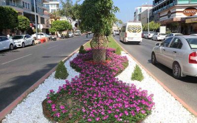Alanya Belediyesi’nden yeşil alanlarda yoğun mesai
