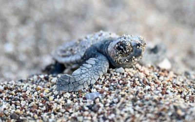 Antalya’da caretta caretta yavruları denizle buluştu
