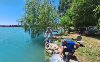 Manavgat’ta 400 bin balık yavrusu baraj gölünde bırakıldı
