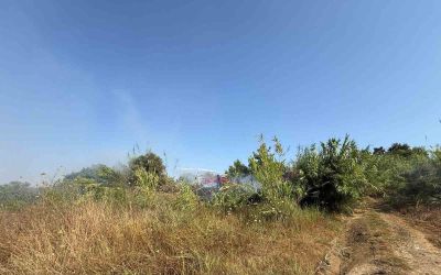 Manavgat’ta kamışlık alanda çıkan yangın söndürüldü
