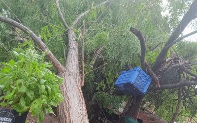 Serik’te sağanak ve hortum evin çatısına zarar verdi, iki ağacı kökünden söktü
