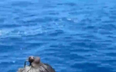 Alanya’da çuvala dolanan caretta carettayı tur teknesi kaptanı kurtardı
