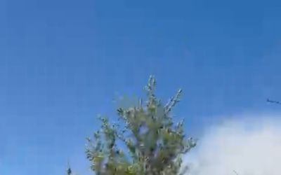 Yangını görüp aracındaki yangın tüpüyle muhtemel orman yangınının önüne geçti
