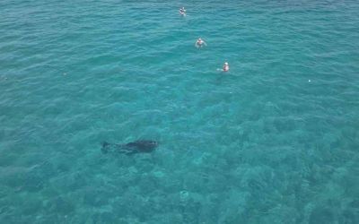 Alanya’da kıyıya yaklaşan yunus turistlerle yüzdü
