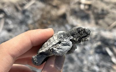 Kumsalda yakılan ateş denize ulaşmaya çalışan yavru carettayı yakıp telef etti
