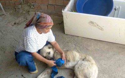 Çoban köpeğini tüfekle vurup sakat bıraktılar
