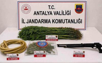 Alanya’da 120 kök kenevir ele geçirildi
