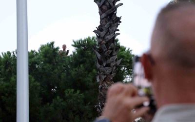 Bunalıma girip çam ağacına tırmandı, sıcaktan da bunalınca suyla ikna edildi
