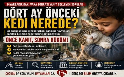 Dört Ay Önceki Kedi Nerede?
