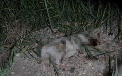 ATV aracın çarptığı yavru köpeğin taşla öldürüldüğü iddiası ortalığı karıştırdı
