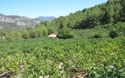 Yağmur, dolu ve sıcaklık siyah incirde rekolte kaybına neden oldu
