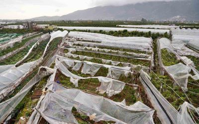 Antalya’da üreticilere 1 yılda 657 bin 400 metrekare sera naylonu hibe edildi
