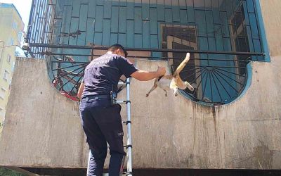 Yangından korkan hamile kediyi itfaiye kurtardı
