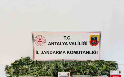 Alanya’da uyuşturucu operasyonunda 24 kök kenevir ve 2 kilo 642 gram esrar ele geçirildi
