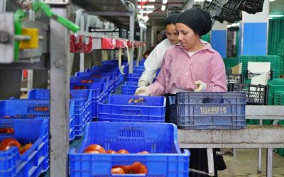 Ağustos ayında domates işlem miktar endeksi yüzde 56,70 azaldı
