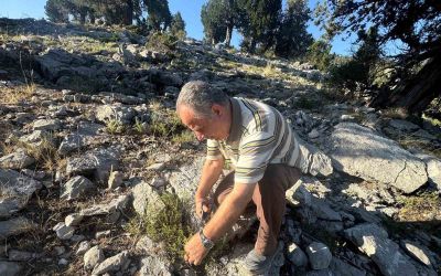 Toros Dağları’nda kekik mesaisi başladı,  demeti 50 liradan satılıyor

