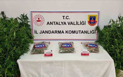 Gazipaşa’da 146 kök kenevir ve 1 kilo 150 gram esrar ele geçirildi
