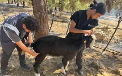 Antalya Büyükşehir Belediyesi veteriner ekipleri kırsalda hayvanların yanında
