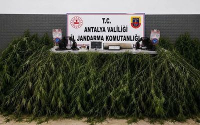 Aksu’da yasadışı kenevir operasyonu
