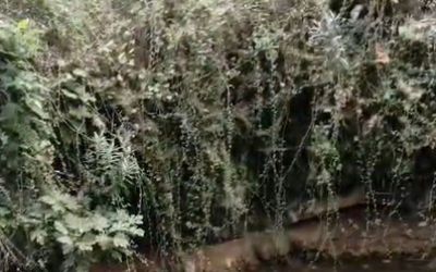 Derede mahsur kalan kaplumbağayı yüzerek kurtardı
