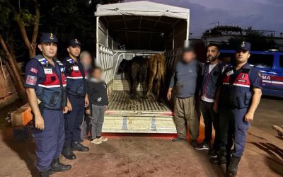 Jandarma çalınan 13 hayvanın izini sürdü: 3 büyükbaş sahibine teslim edildi
