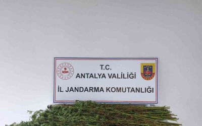 Serik’te 80 kök kenevir bitkisi ele geçirildi
