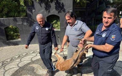 Kemer’de yaralı bulunan dağ keçisi tedavi altına alındı
