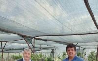 Gazipaşa’da sezonun ilk kiraz hasadı yapıldı
