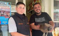 Tavuğun cesareti dönerciyi şaşkına çevirdi: Yumurtlamak için tavuk dönerciyi seçti
