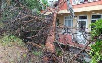 Manavgat’ta dev ağaç binanın üzerine devrildi
